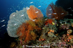 Diving Raja Ampat by Thomas Bannenberg 